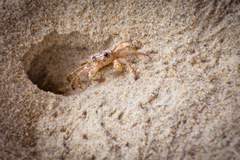 Some sort of a crab